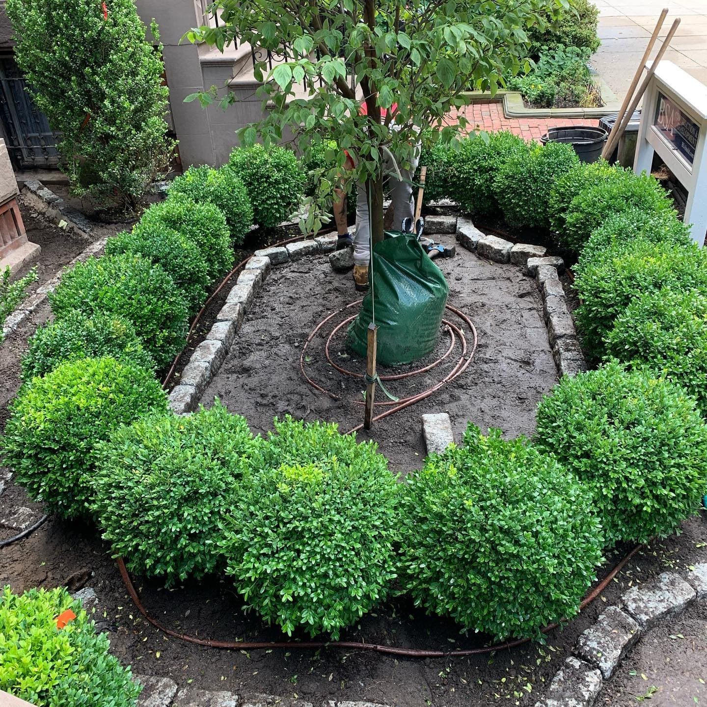Neatly shaped circle of boxwoods around a young tree
