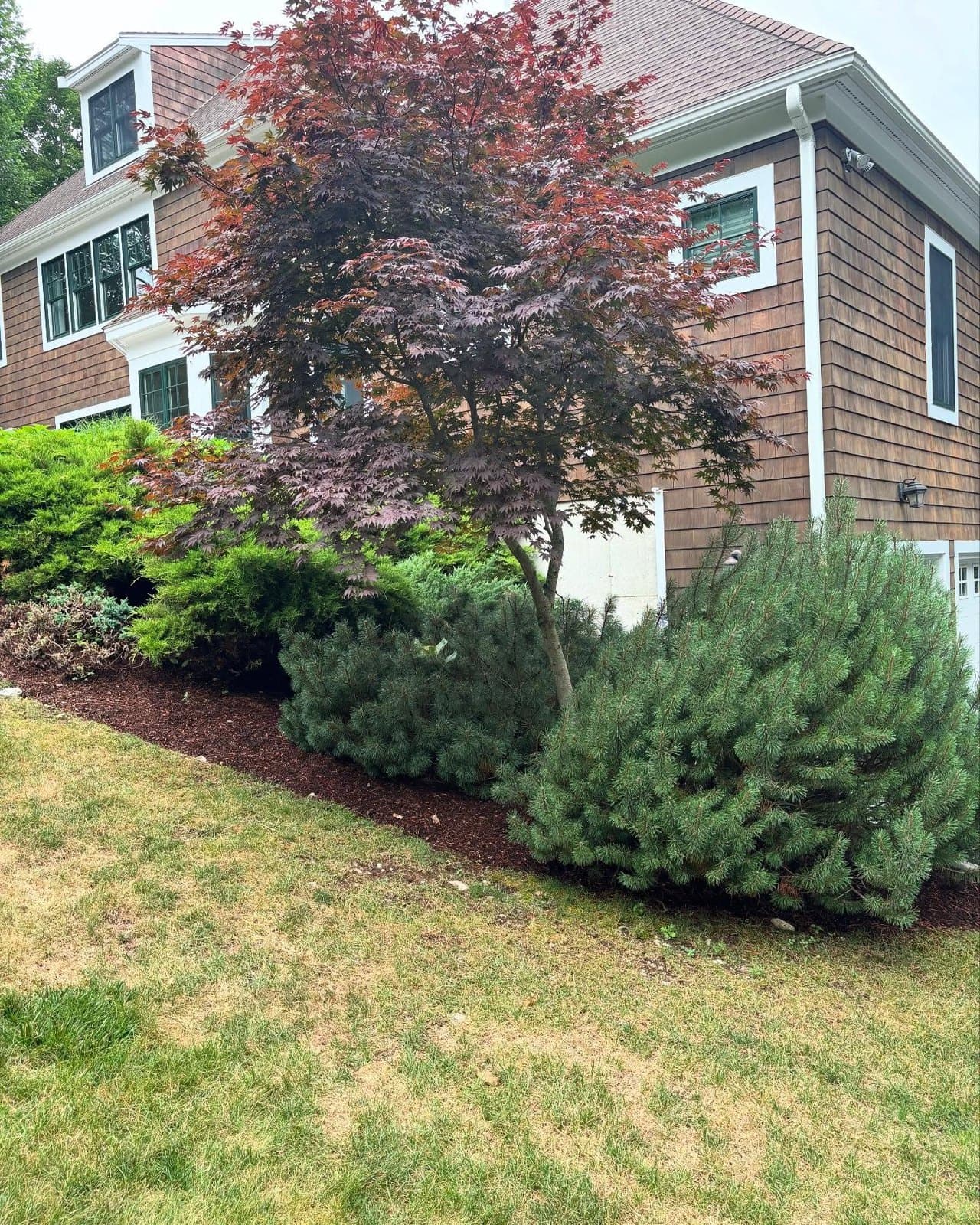 Japanese maple and shrubs in a bed